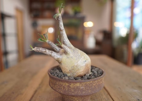 パキポディウム　グラキリス　 Pachypodium Gracilius