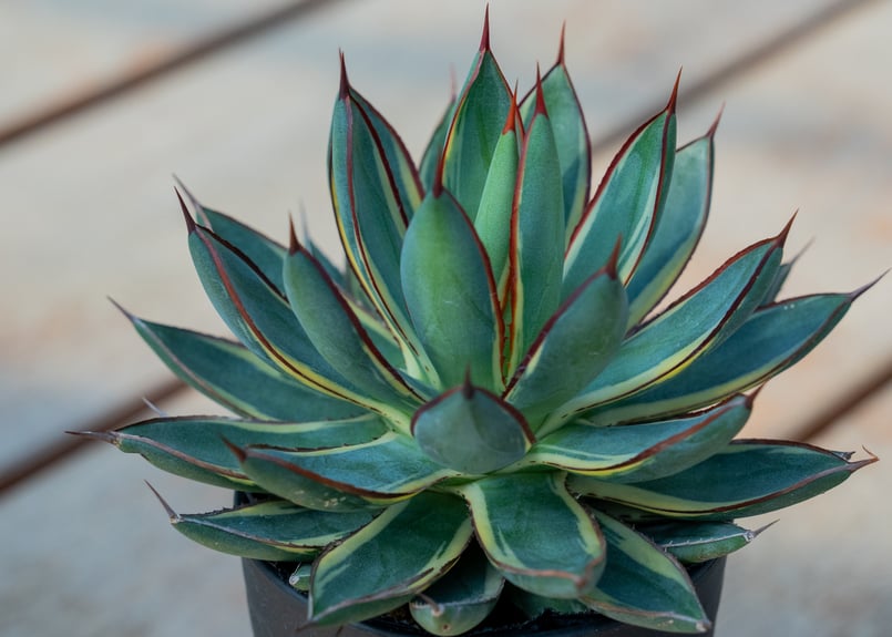 アガベ　チタノタ　吉祥冠錦　バーントバーガンディ　鉢ごと　大株 アガベ チタノタ 吉祥冠錦 バーントバーガンディ 鉢ごと 大株 アガベ