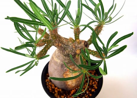 Pachypodium    パキポディウム　グラキリス