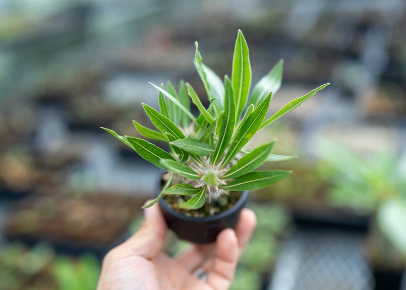 パキポディウムロスラーツム　実生　発根済み パキポディウム ロスラーツム 実生株 013 Pachypodium rosulatum ve