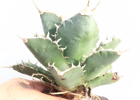Agave titanota FO-76 compacta dwarf  no.3