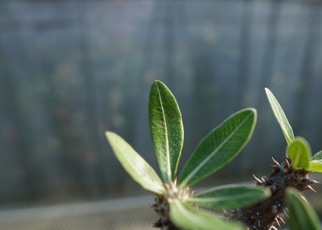 パキポディウム　デンシフローラム Pachypodium densiflorum   No.1