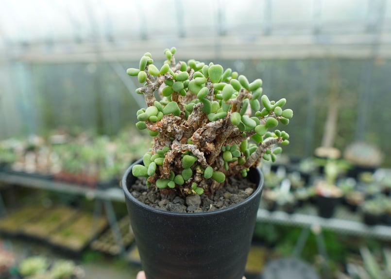 ケラリア ピグマエア Ceraria pygmaea No.2 | mana's green