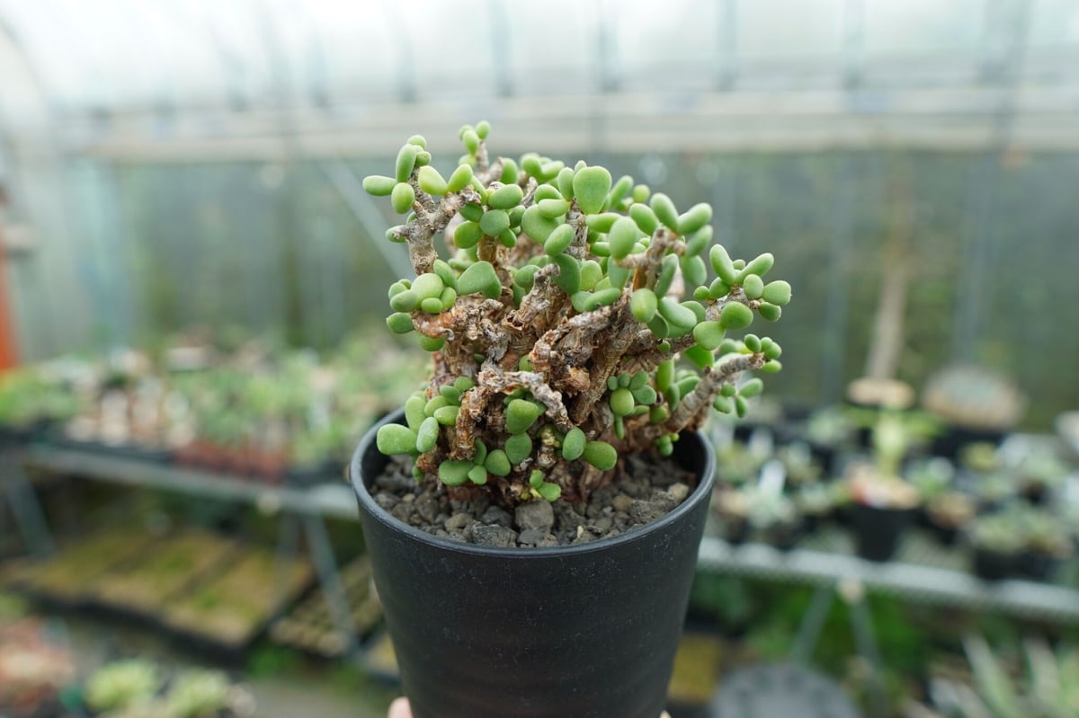 ケラリア ピグマエア Ceraria pygmaea No.2 | mana's farm: