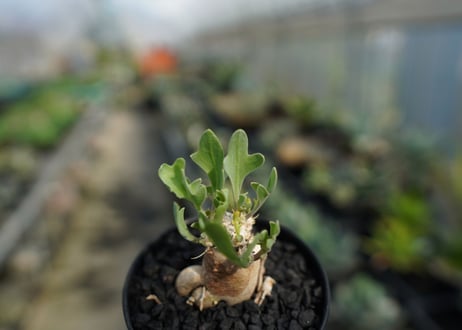 オトンナsp　スタインコフ　Othonna steinkopf