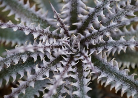 Dyckia Half21