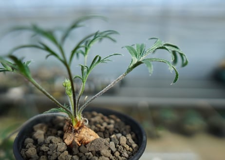 ペラルゴニウム　ビオリフロルム　Pelargonium violiflorum　C13