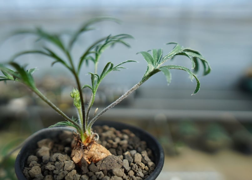 ペラルゴニウム ビオリフロルム Pelargonium violiflorum C13 | m