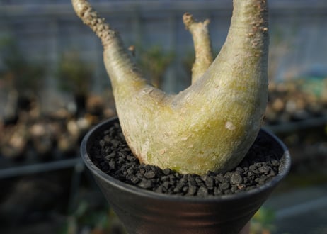 パキポディウム マカイエンセ　Pachypodium makayense　No.5