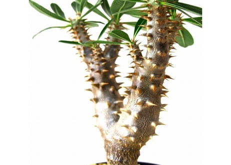パキポディウム デンシフローラム　シバの女王の玉櫛　Pachypodium densiflorum