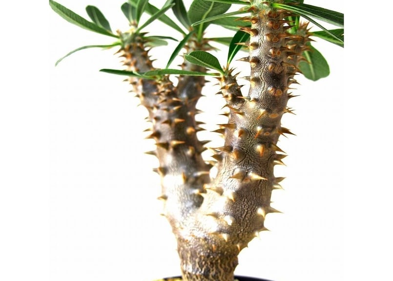 パキポディウム デンシフローラム シバの女王の玉櫛 Pachypodium