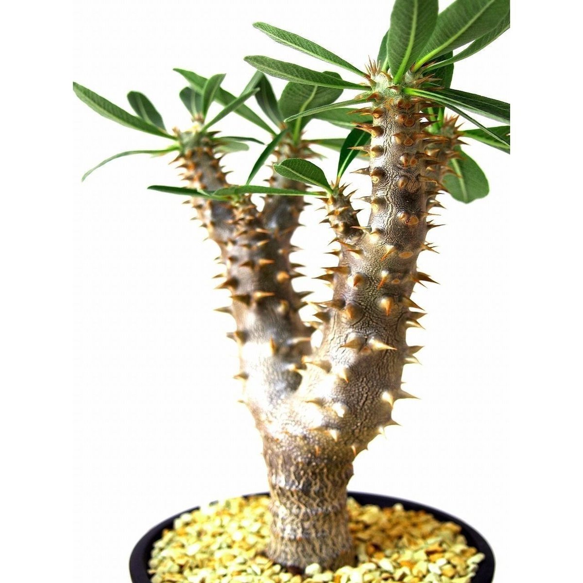 パキポディウム デンシフローラム シバの女王の玉櫛 Pachypodium