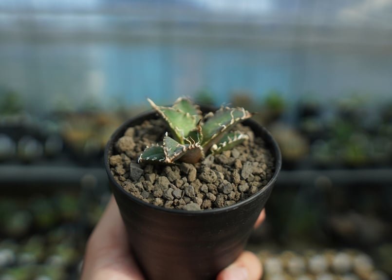 アガベ オテロイ オアハカ agave oteroi oaxaca | mana's farm