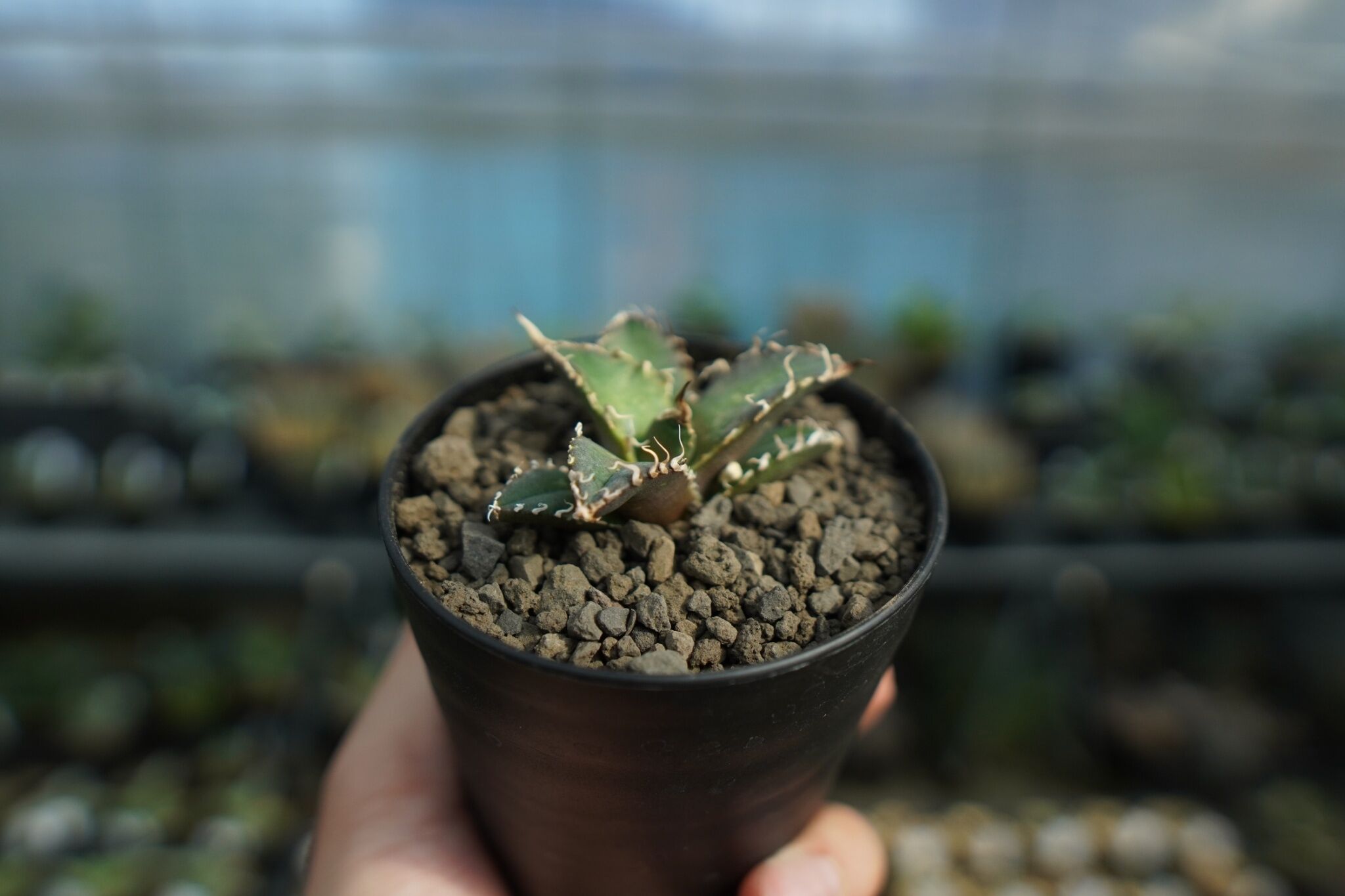 アガベ オテロイ オアハカ agave oteroi oaxaca | mana's farm