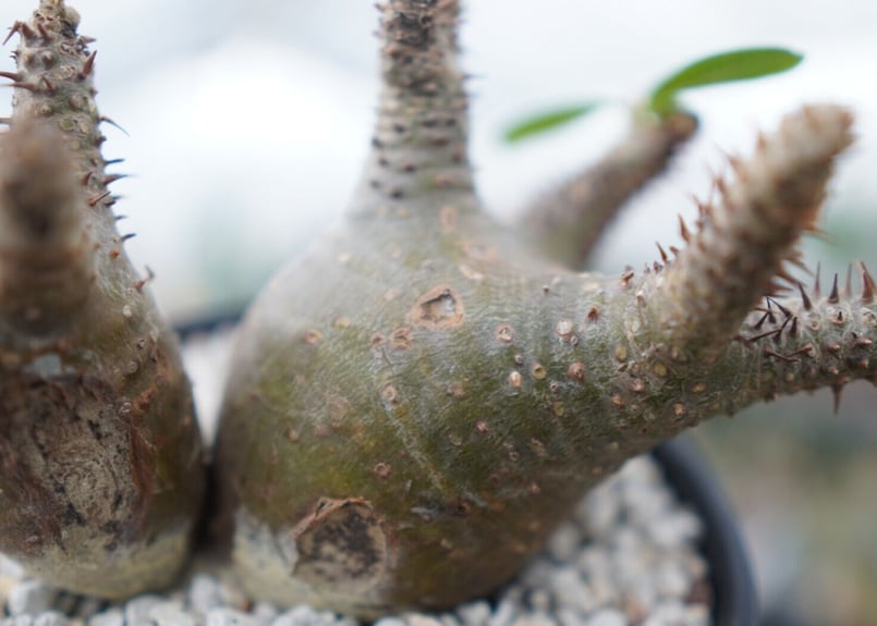 パキポディウム マカイエンセ Pachypodium Makayense NO.2 | man