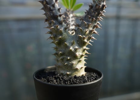 パキポディウム　デンシフローラム Pachypodium densiflorum   No.1