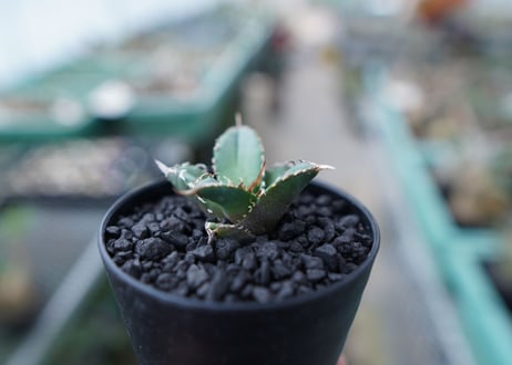 アガベ　チタノタ　FO-76　Agave titanota  FO-76　No.25