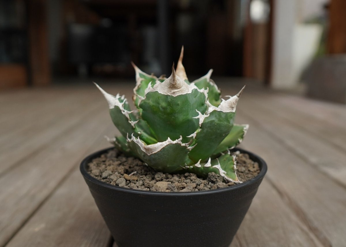 アガベ チタノタ 白火焔 agave titanota white fire | mana's