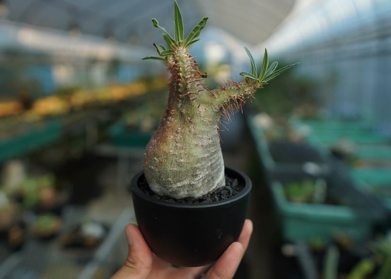 パキポディウム グラキリス Pachypodium Gracilius No.9 | ma