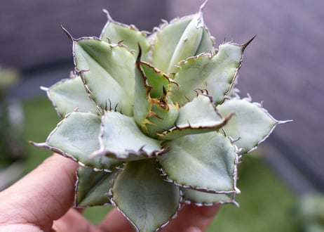 Agave titanota Flligree NO.3