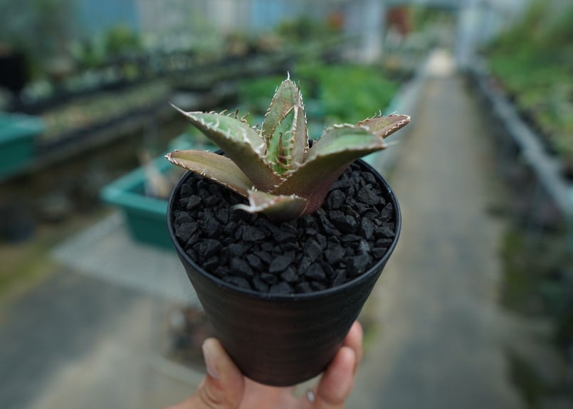 【30cm超】Agave titanota FO-76 アガベ チタノタ アガベ チタノタ 