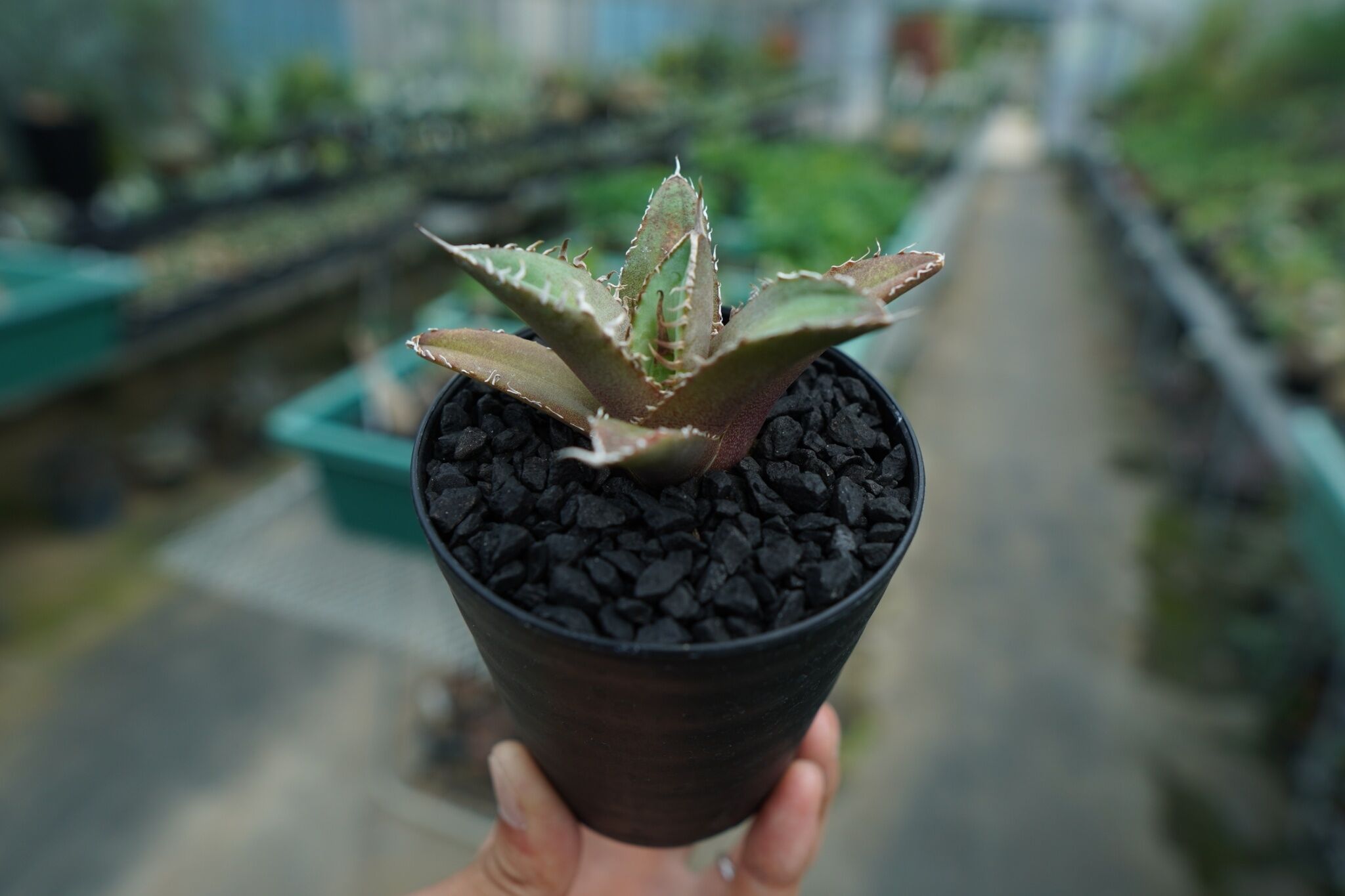 アガベ チタノタ FO-76 agave titanota FO-76 No.10 | ma