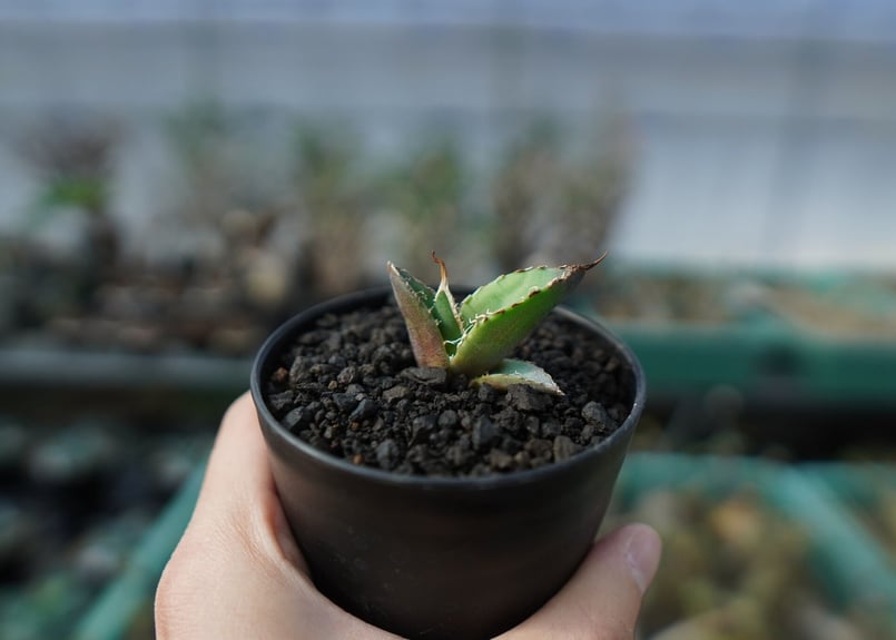アガベ チタノタ 白鯨 Agave titanota White whale A18 | m