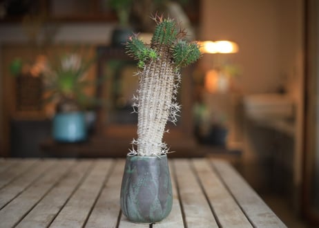 群星冠　Euphorbia stellispina