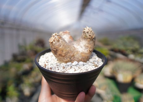 パキポディウム　エブレネウム　Pachypodium eburneum　No.1