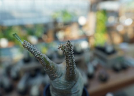 【未発根】パキポディウム　グラキリス　 Pachypodium Gracilius  No.15