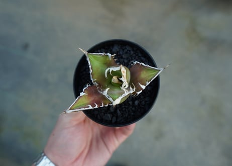 アガベ　チタノタ　レッドキャットウィーズル　Agave titanota Red catweezle