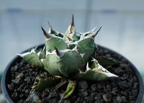 アガベ　チタノタ　FO-76　Agave titanota FO-76　No.1