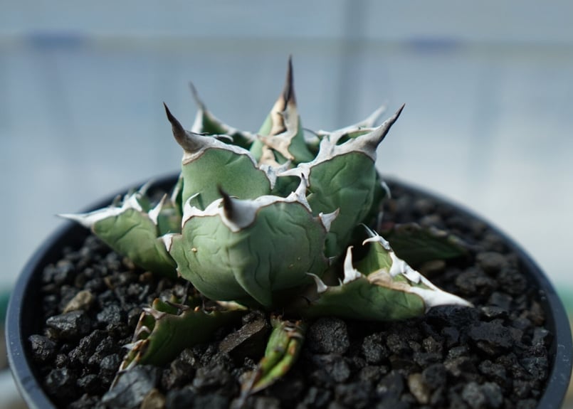 アガベ チタノタ FO-76 Agave titanota FO-76 No.1 | mana