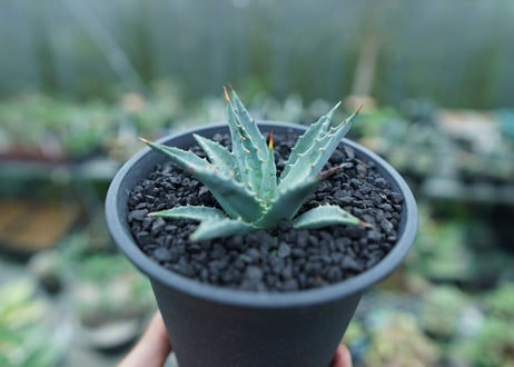 アガベ　ユタエンシス　Agave uthaensis　No.1