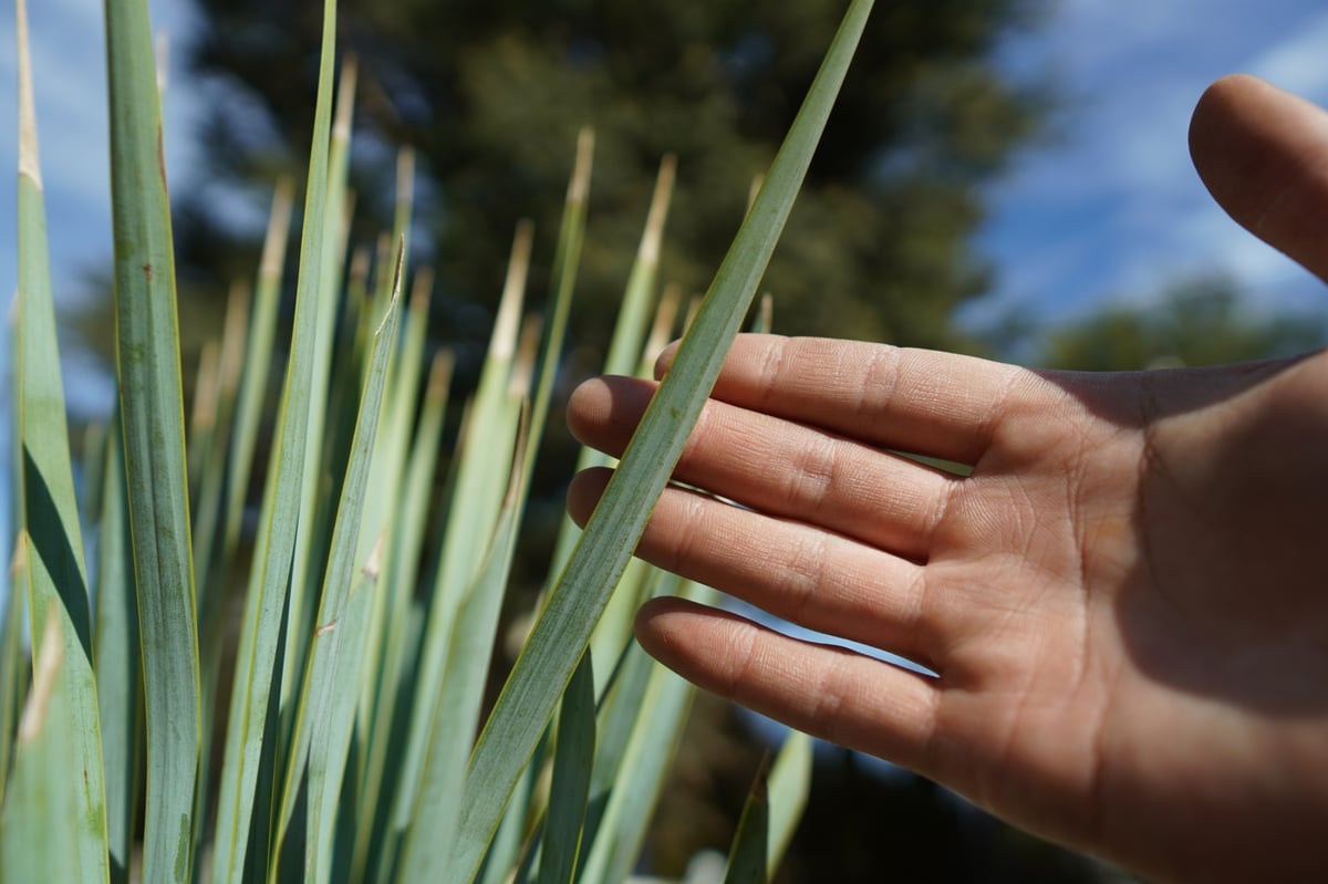 ユッカ ロストラータ 3 キュウページ ユッカ ロストラータ No.3