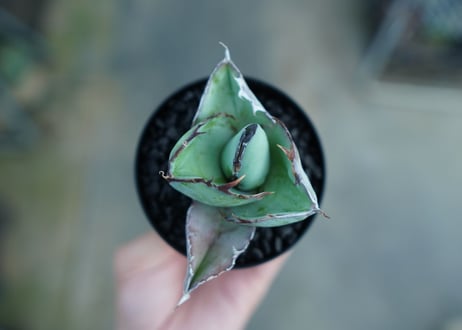 アガベ　チタノタ　 ブラックアンドブルー 　Agave titanota black and blue　No.2