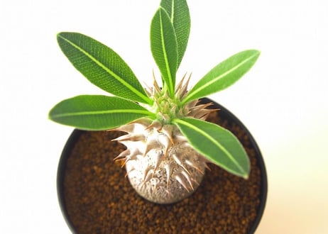 パキポディウム ロスラーツム　 Pachypodium rosulatum