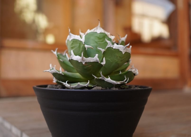 Agave titanota ”arrow” カキコ No.5 | mana's farm:塊