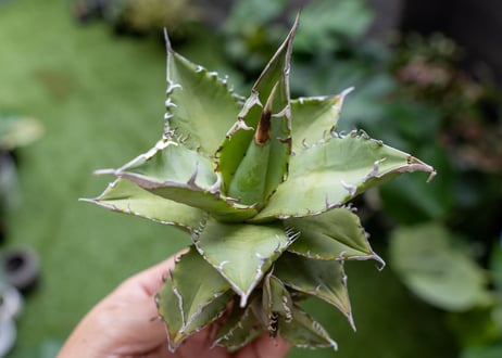 Agave Sowing seeds A NO.4