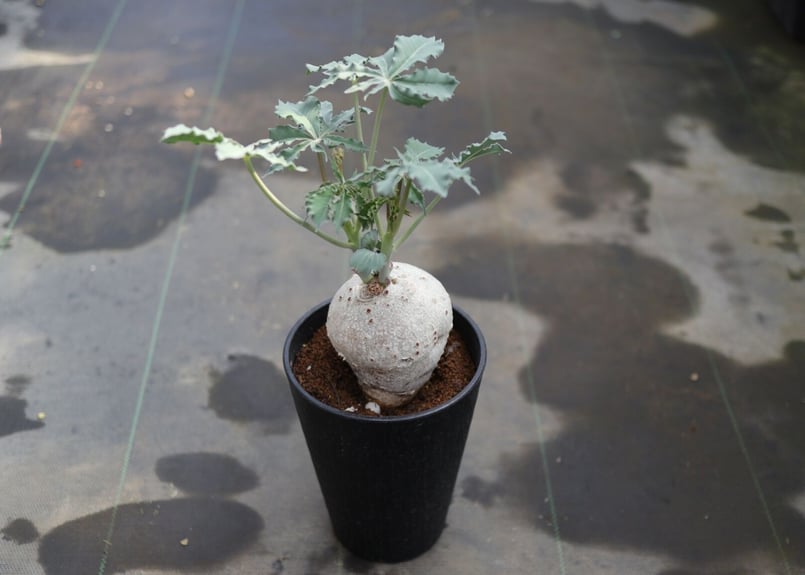 ヤトロファ　ベルランディエリ ヤトロファ ベルランディエリ(ニシキサンゴ)【783】 | PROTOLEAF