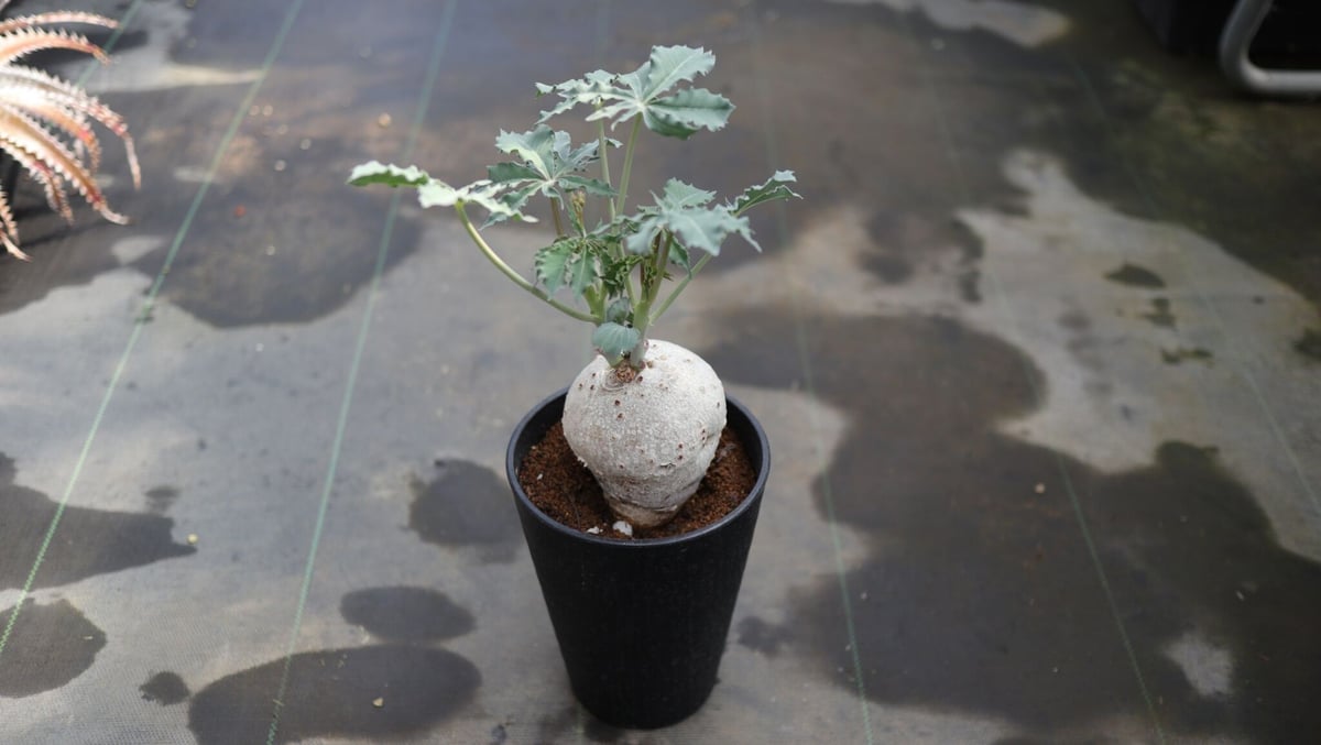 ヤトロファ ベルランディエリ 錦珊瑚 | mana's farm:塊根植物