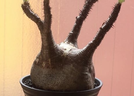 パキポディウム  グラキリス  黒肌ぽってり　形最高です。