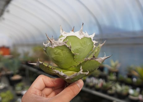 agave titanota 獅子光　lion light No.4