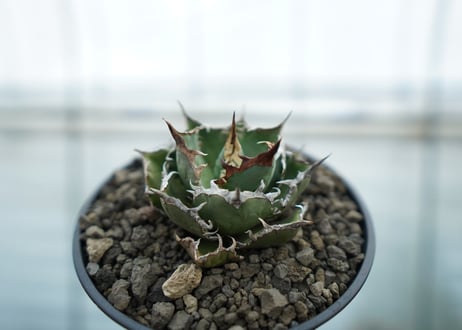 アガベ　チタノタ　FO-76  Agave titanota FO-76　No.1