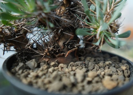 オトンナ　ユーフォルビオイデス　Othonna euphorbioides　C2