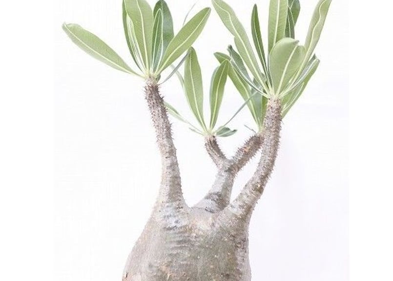 パキポディウム グラキリス Pachypodium gracilius ⑥ パキポディウム グラキリス 実生／Pachypodium gracilius no.