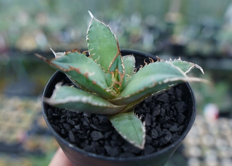 アガベ　チタノタ　FO-76　Agave titanota  FO-76　No.10