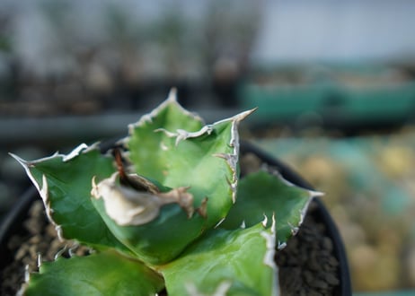 アガベ　チタノタ　ホワイトファイヤー　agave titanota white fire　白火焔　 A2