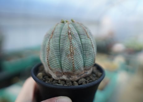ユーフォルビア　オベサ　Euphorbia obesa  E3