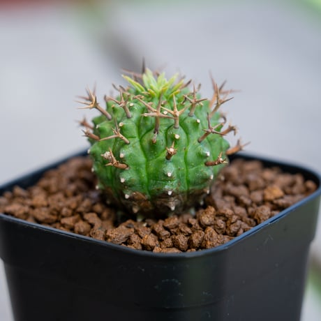 親株 メス雌♀ 子株8個付 ユーフォルビア 群星冠 雌（メス